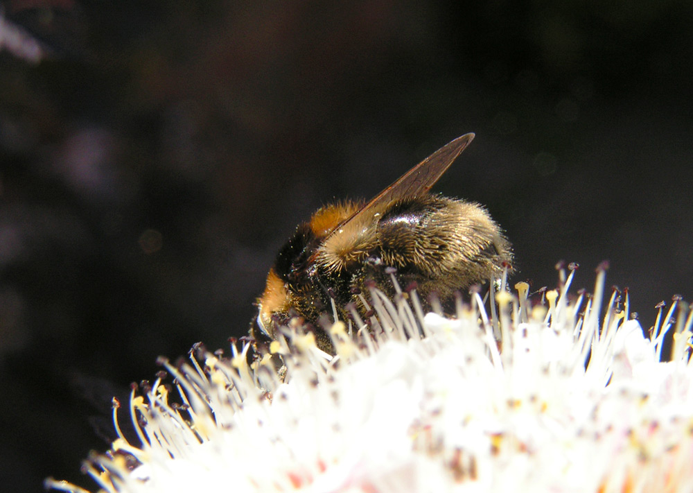 Insects - Bee & Flower