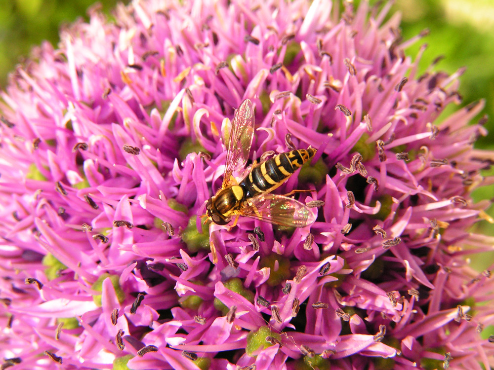 Insects - Hoverfly &amp Allium